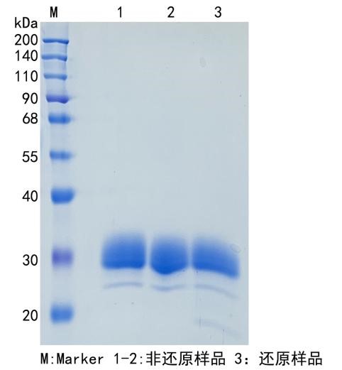GX00432 Human Ephrin B3