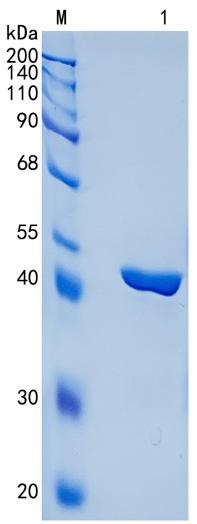 GX00433 Human Chitinase 3-like 2
