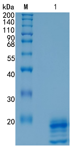 GX00435 Human IL-17A