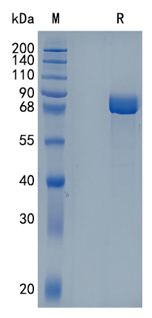 GX00439 Human Meprin alpha