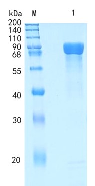 GX00440 Human Meprin beta