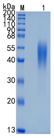 GX00450 Mouse IL-2 Receptor alpha
