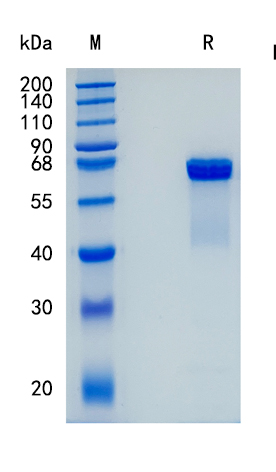 GX00451 Mouse Osteopontin