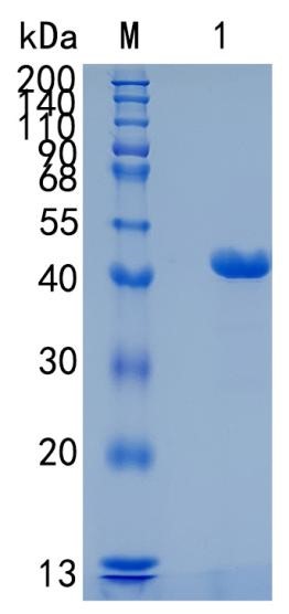 GX00460 Mouse Chitinase 3-like 1