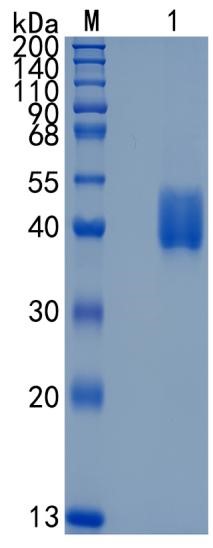GX00461 Mouse Mesothelin
