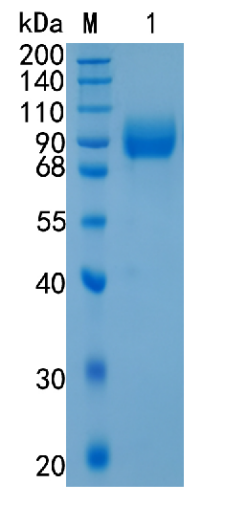 GX00474 Human Vasorin