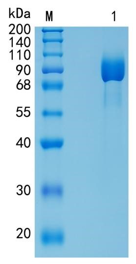 GX00480 Mouse CD130 (gp130)