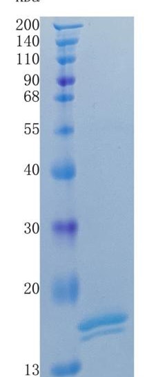 GX00488 Human GFR alpha-like