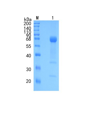 GX00505 Human IL28RA
