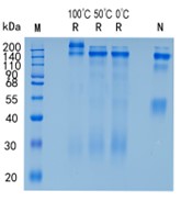 GX00506 Human Cerebellin-2