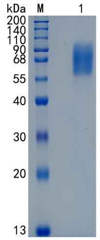 GX00509 Mouse IL-23R
