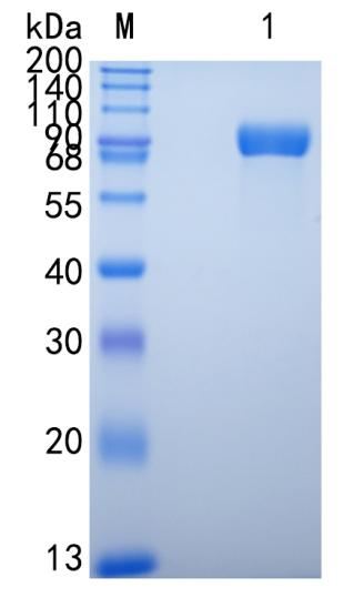 GX00510 Mouse LILRB3