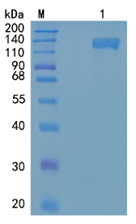 GX00511 Mouse IL-31RA