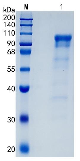 GX00512 Human NLGN4X