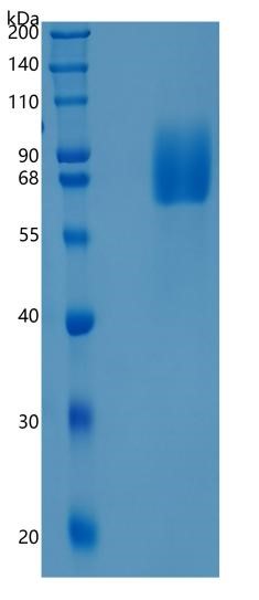 GX00513 Human LILRA2