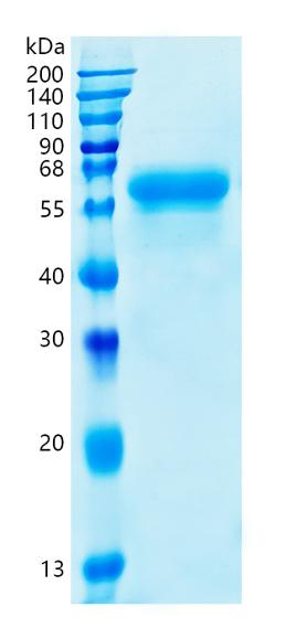 GX00517 Human FGFRL1