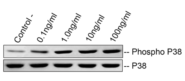 GX00519 Human Mouse Rat FNDC5 At