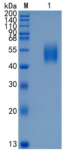 GX00521 Human IL-17RD