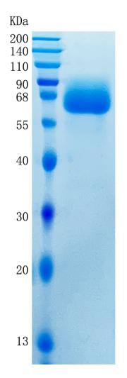GX00522 Human LILRB1