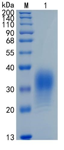GX00527 Human CD300f