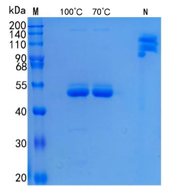 GX00530 Human SECTM1