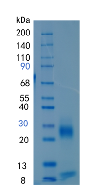 GX00535 Human Kallikrein 6