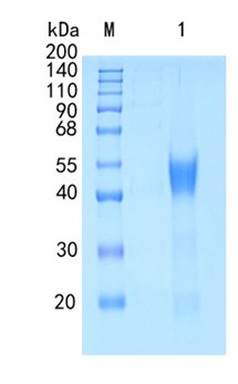 GX00539 Human IL22 RA2