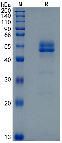 GX00540 Human TNFRSF19L