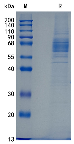 GX00541 Human CD2F10