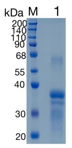 GX00542 Human Repulsive Guidance Molecule A