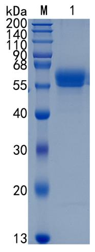 GX00558 Human Osteoadherin