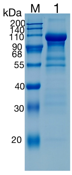 GX00559 Semaphorin 3c