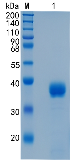 GX00564 Human ANGPTL4