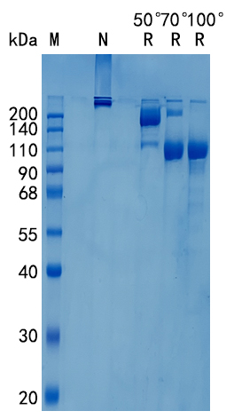 GX00570 Human SEMA4C