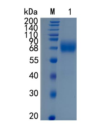 GX00573 Mouse IL-1Rrp2