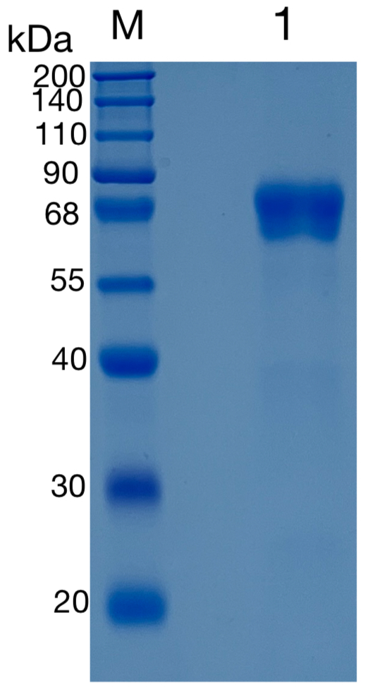 GX00588 Human CD229 GX00588 Human CD229