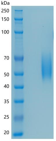 GX00591 Mouse B7-H2 ICOSLG CD275