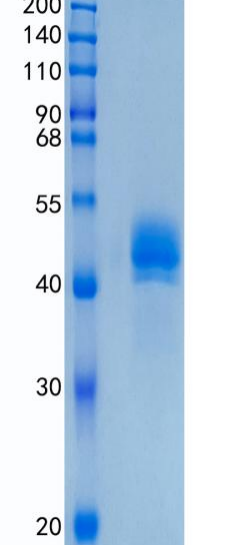 GX00600 Human DC SIGN