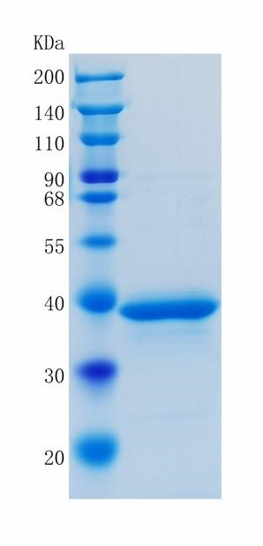 GX00601 Human TNFRSF12A