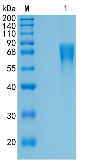 GX00607 Human Nectin 3 GX00607 Human Nectin 3