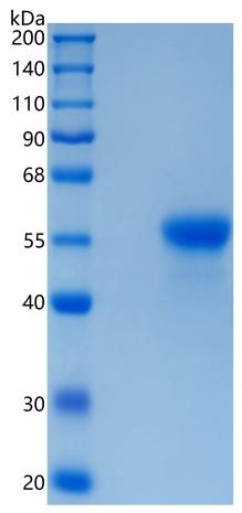 GX00611 Human SIGLEC8 GX00611 Human SIGLEC8