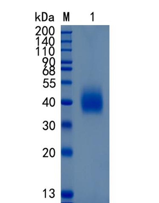 GX00619 Mouse SLAM(CD150)