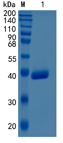 GX00624 Human Cathepsin Z