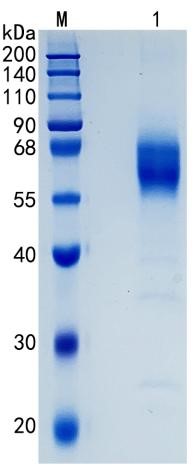GX00628 Human CD300a