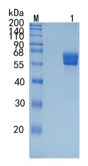GX00641 Human Frizzled-1