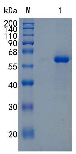GX00650 Human Junctional Adhesion Molecule 1