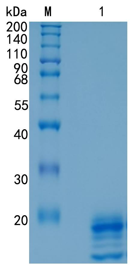 GX00660 Human IL-17A&F