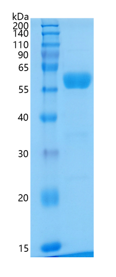 GX00667 Mouse IFN-beta