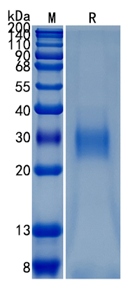 GX00670 Human TNFRSF14