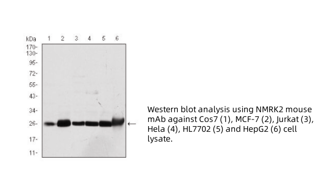 736a7e9a-d5e4-4aca-83d3-801e84e053a6